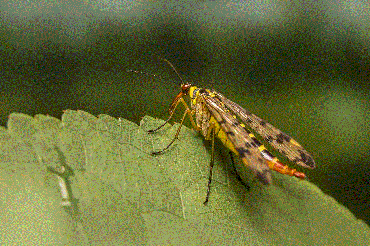 Scorpionfly Insect