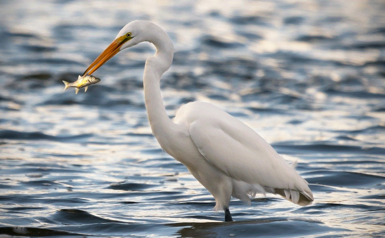 Egret Heron