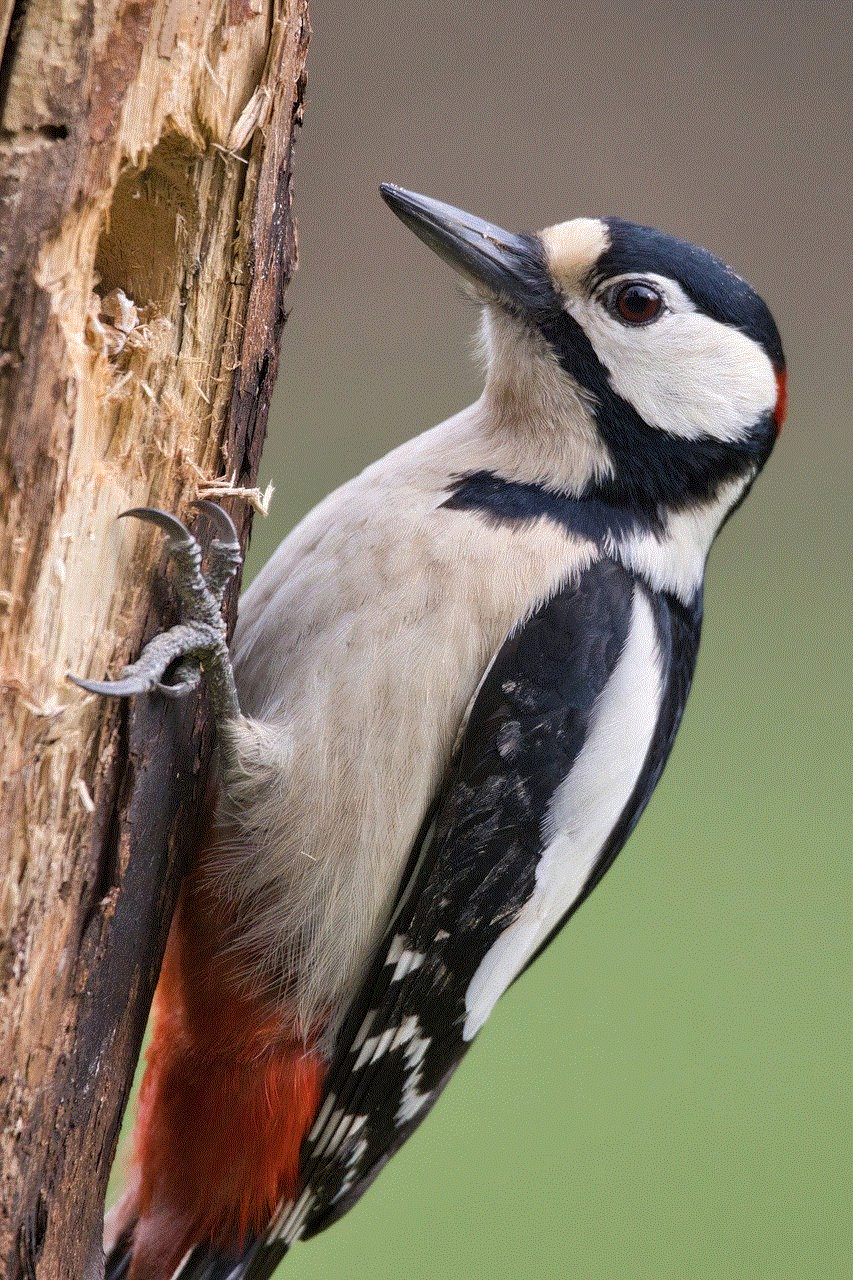 Great Spotted Woodpecker Nuthatch