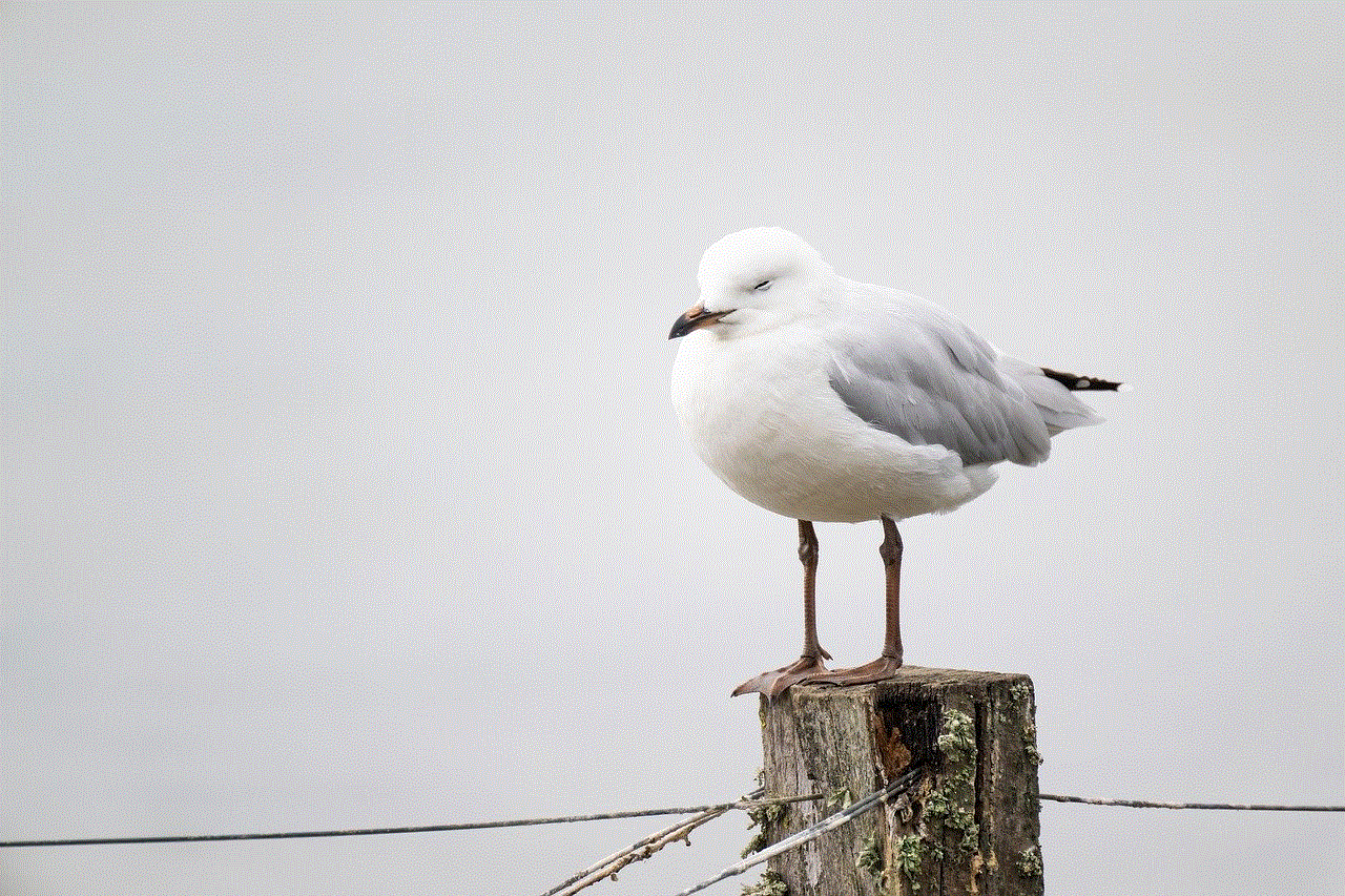 Seagull Bird