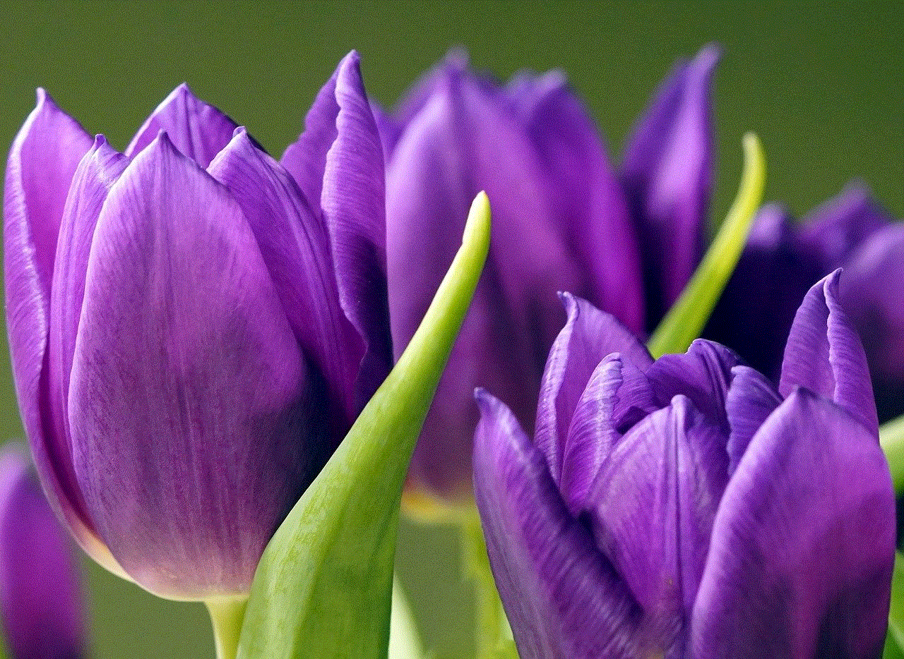 Tulips Violet