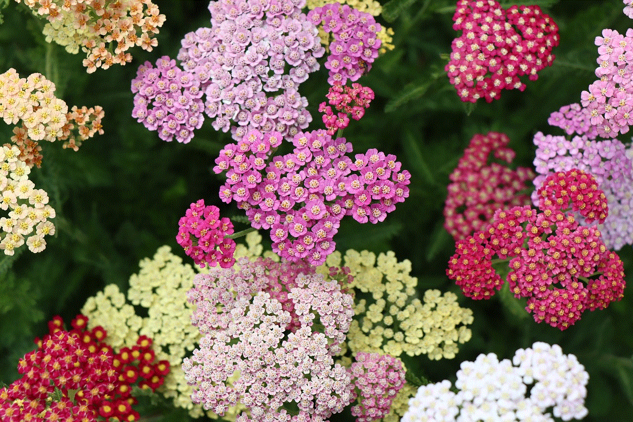 Yarrow Beautiful Flowers