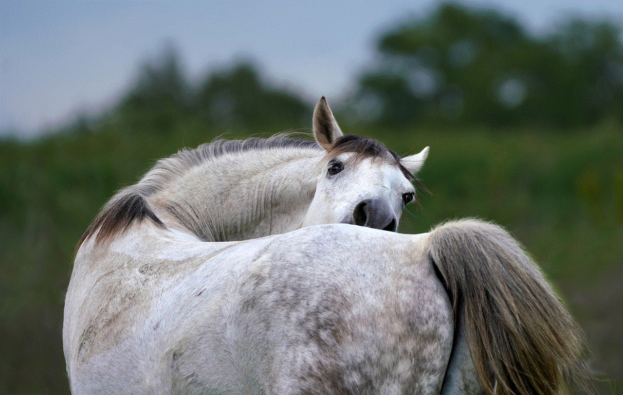 Horse Full Hd Wallpaper