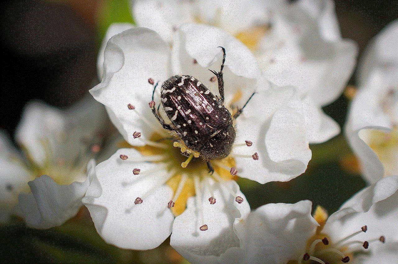 Flower Beetle