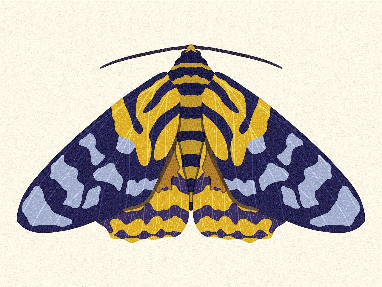 Moth Insect