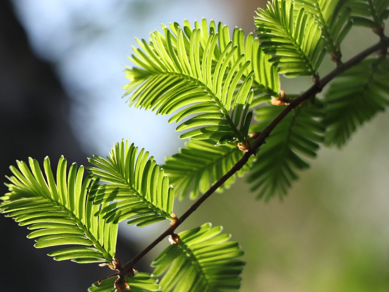 Pine Leaf