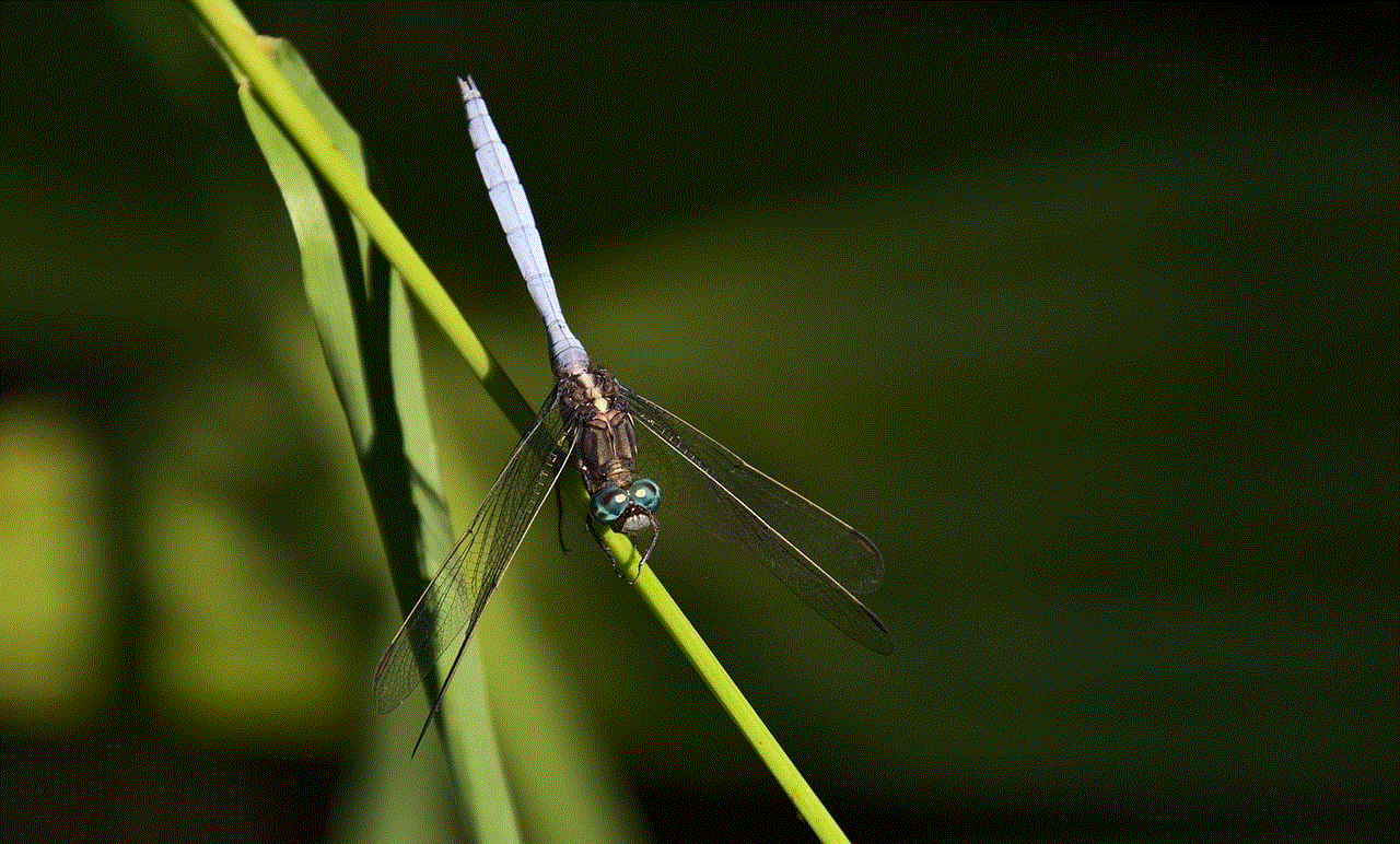 Dragonfly Insect