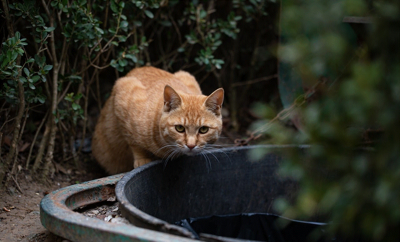 Cat Feral Cat