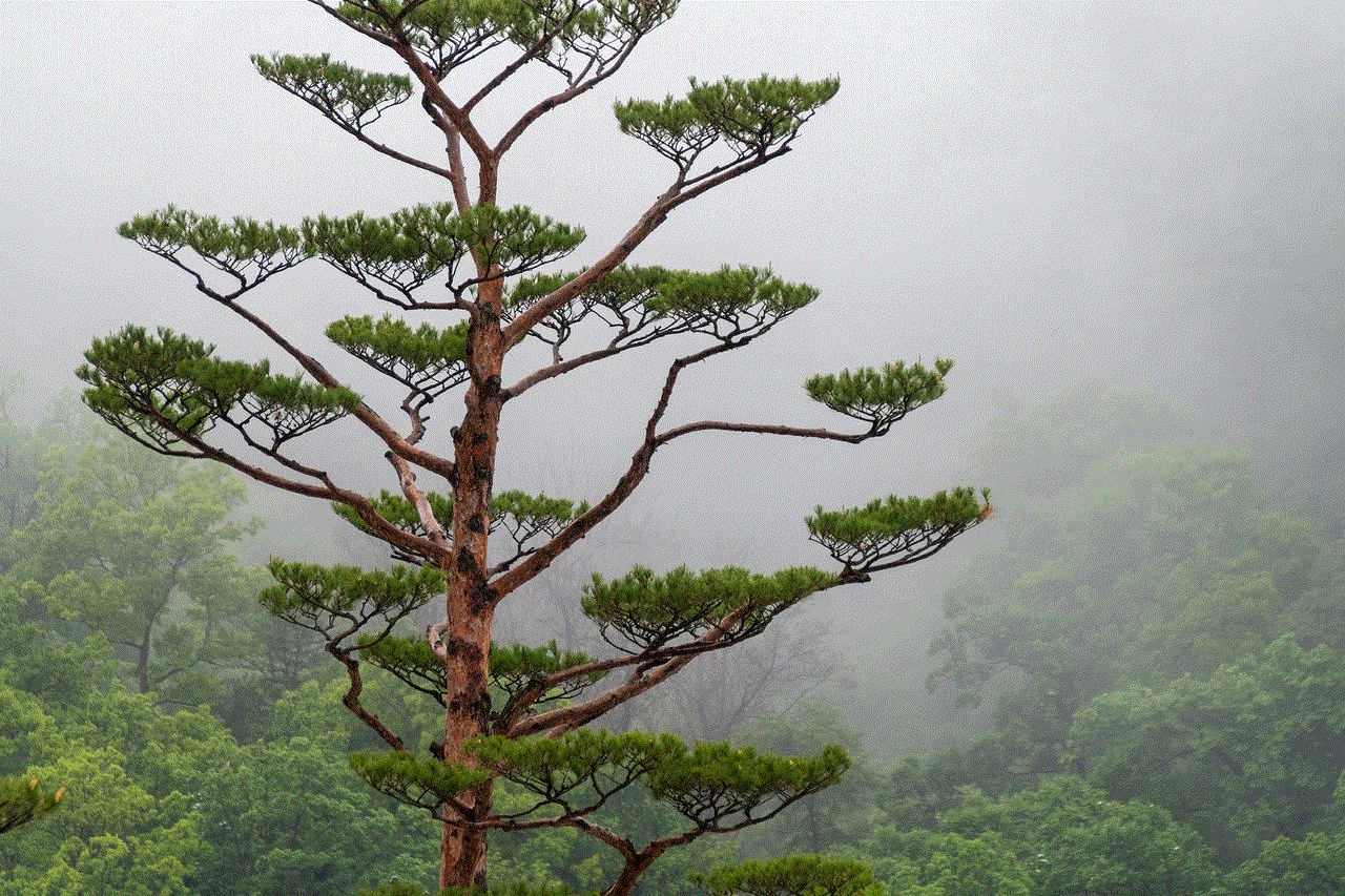 Tree Conifer
