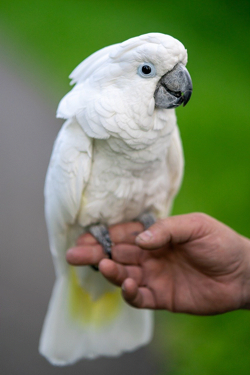 White Cockatoo Umbrella Cockatoo