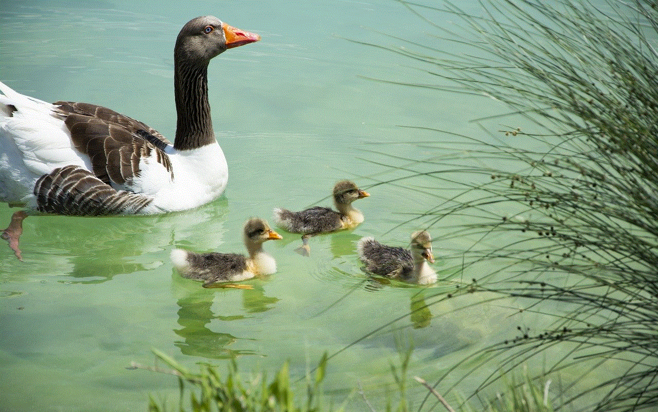 Ducks Ducklings