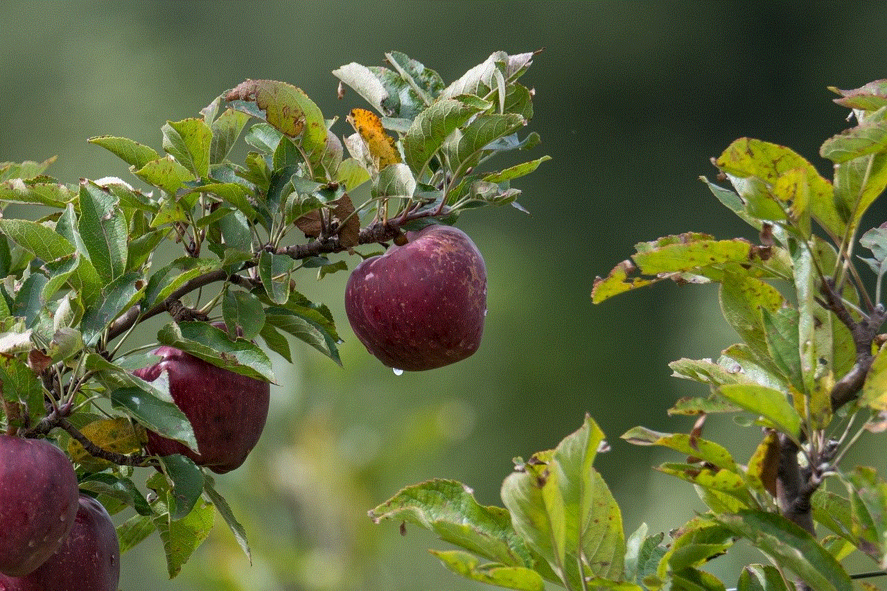 Apple Fruit