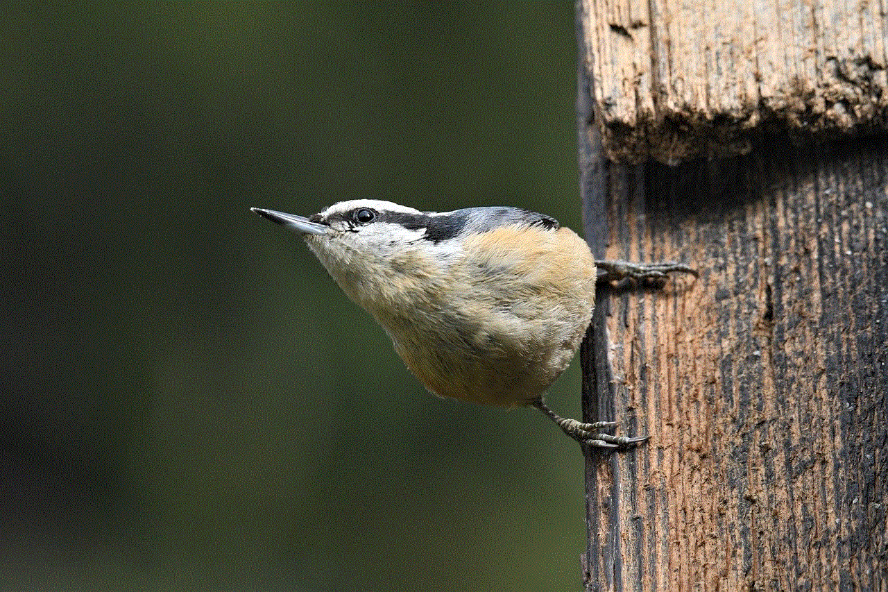 Bird Red-Breasted Nuthatch