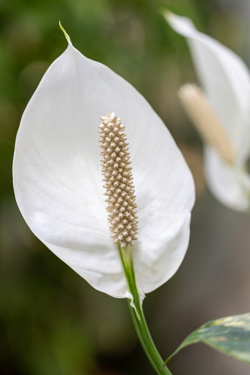 Flower Calla Lily