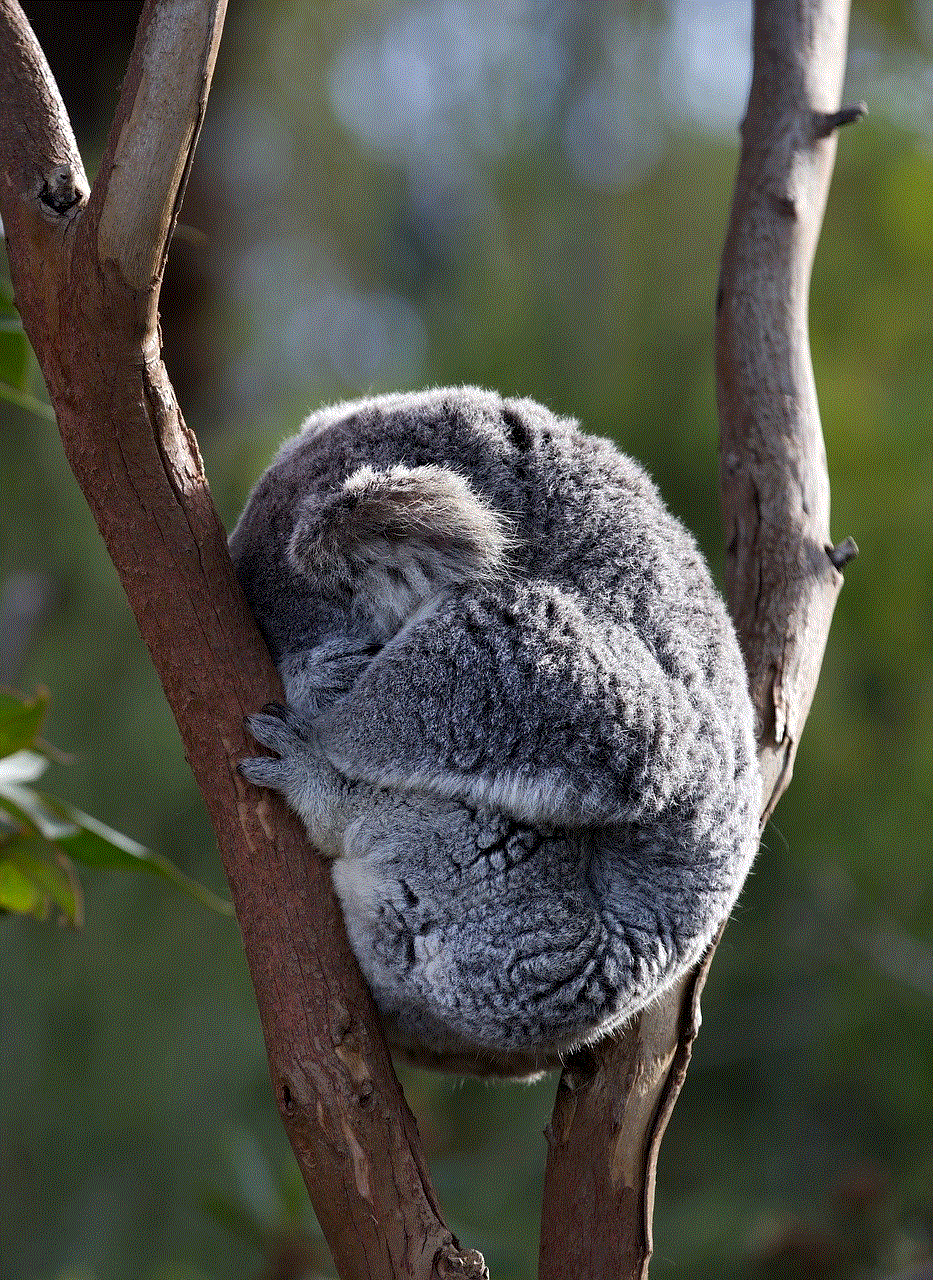 Koala Phascolarctos Cinereus