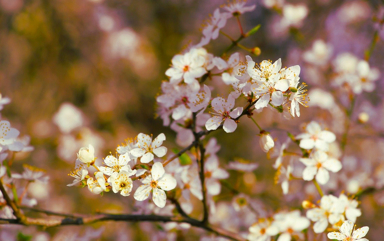 Flowers Petals