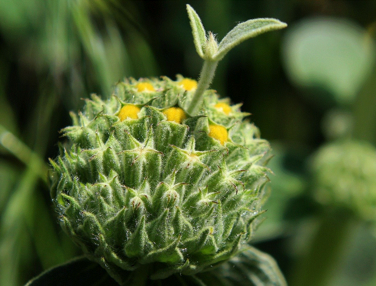 Wildflower Flower