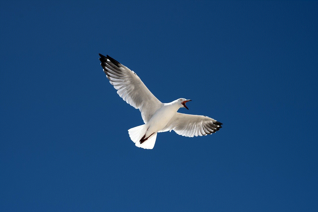 Silver Gull Bird