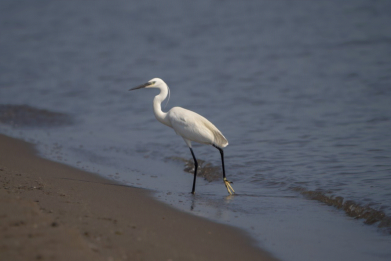 Bird Egret