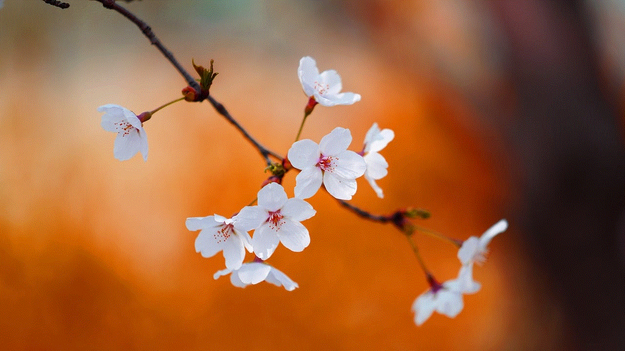 Cherry Blossom Windows Wallpaper
