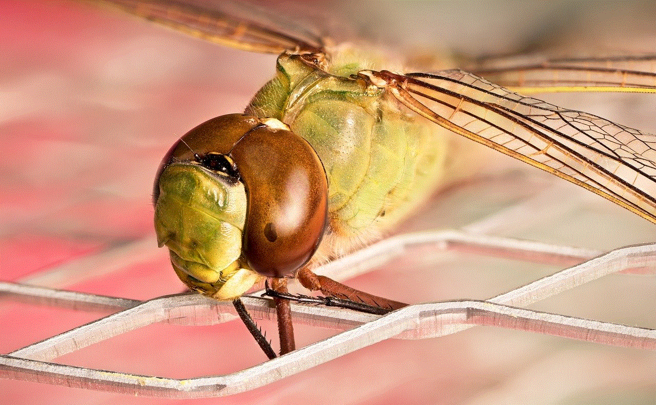 Dragonfly Insect Dragonfly Insect