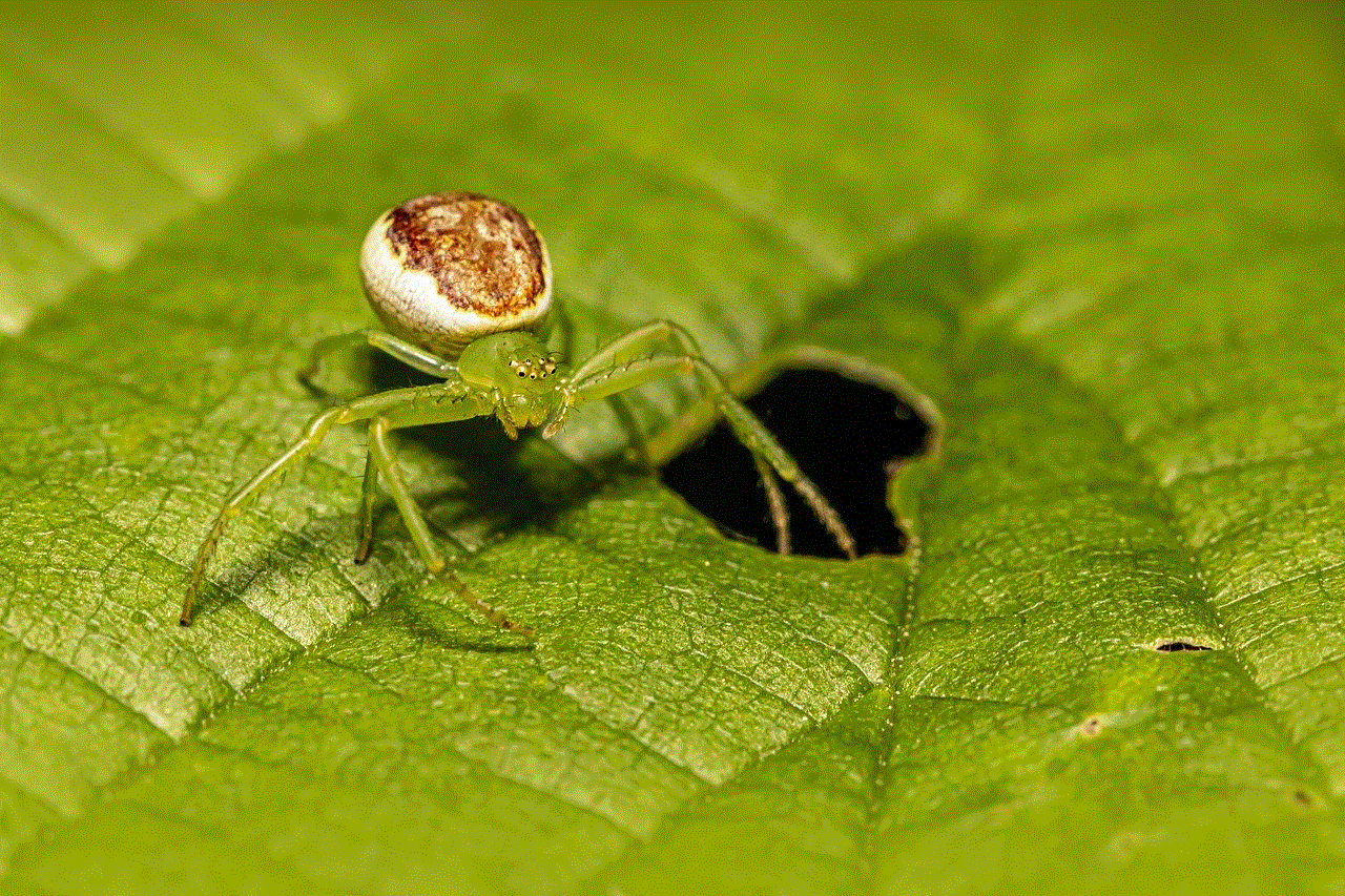 Spider Green Crab Spider