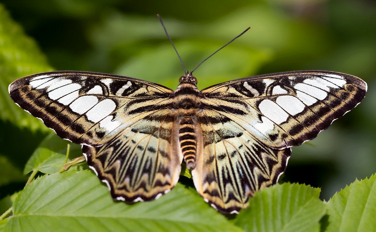 Butterfly Clipper Butterfly