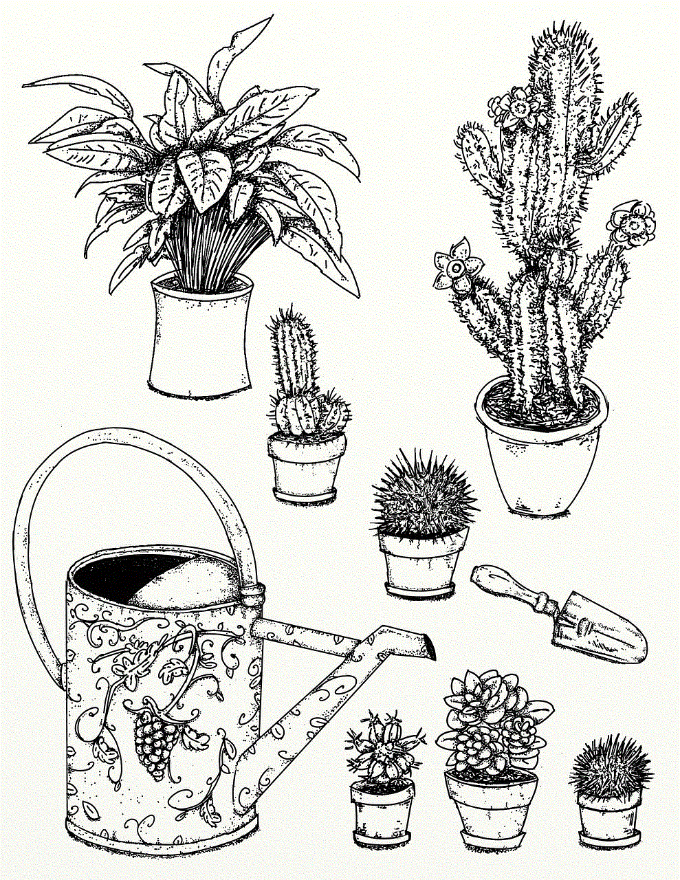 Plants Succulents