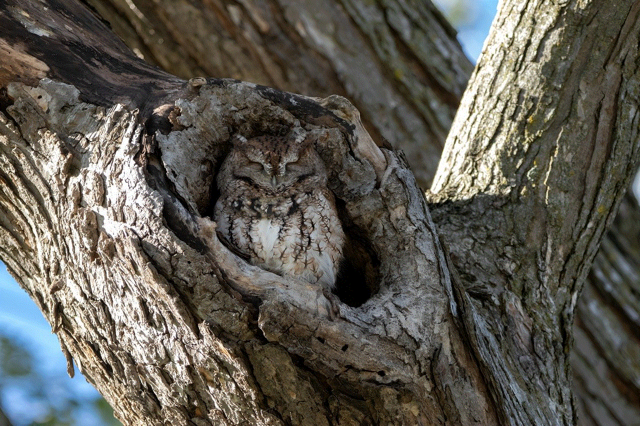 Owl Bird Owl Bird