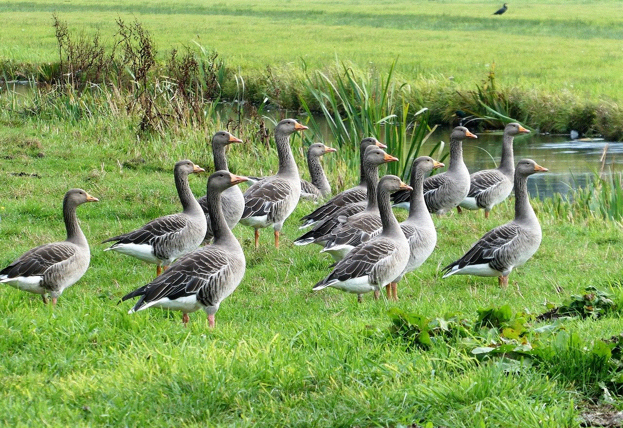 Geese Birds