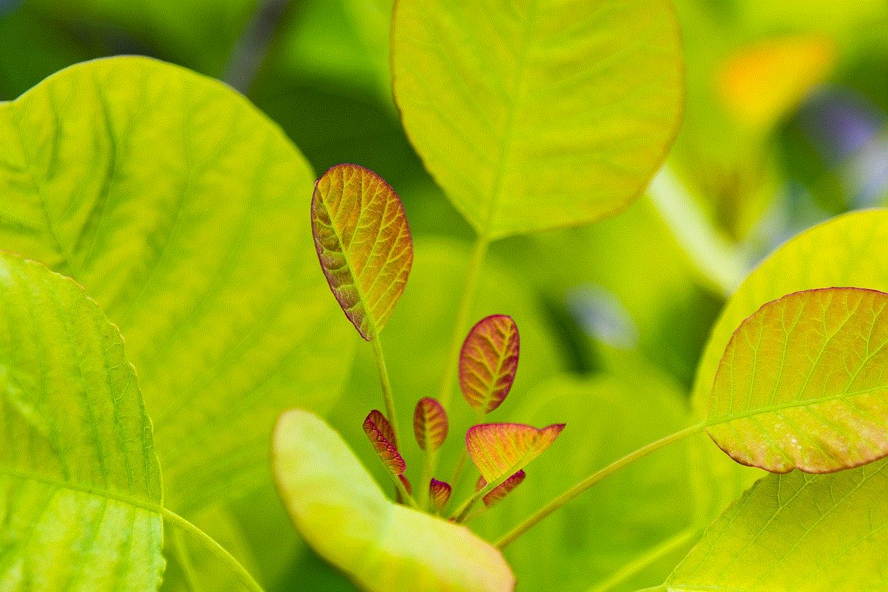 Plant Leaves