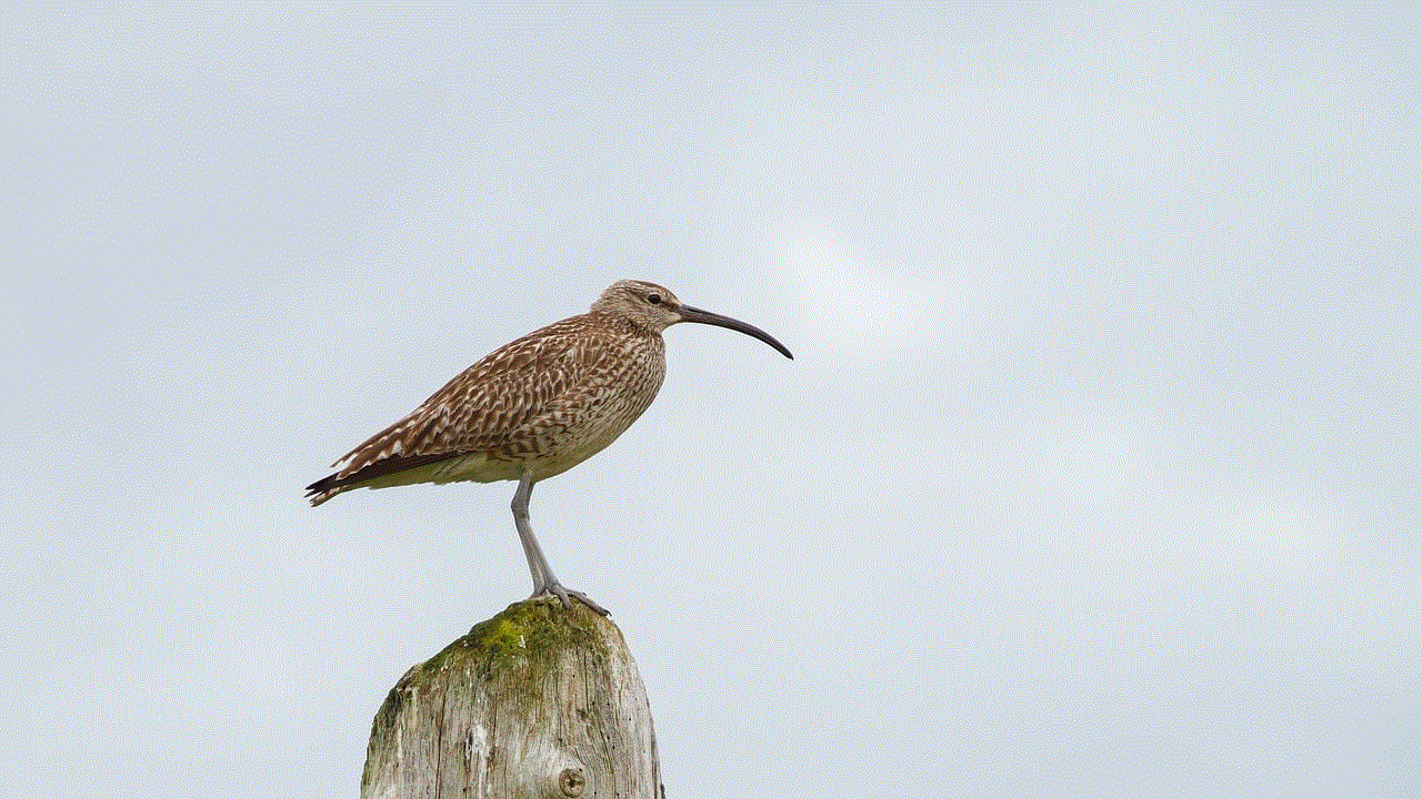 Bird Curlew