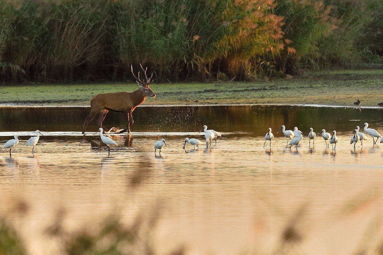 Wildlife Animals Wildlife Animals