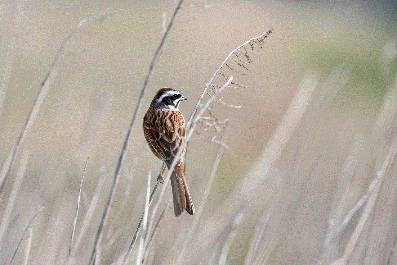 Bird Meadow