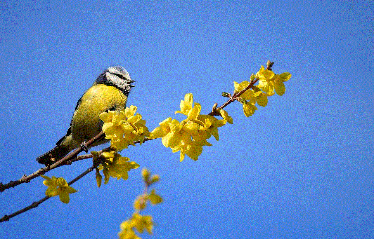 Bird Blue Tit