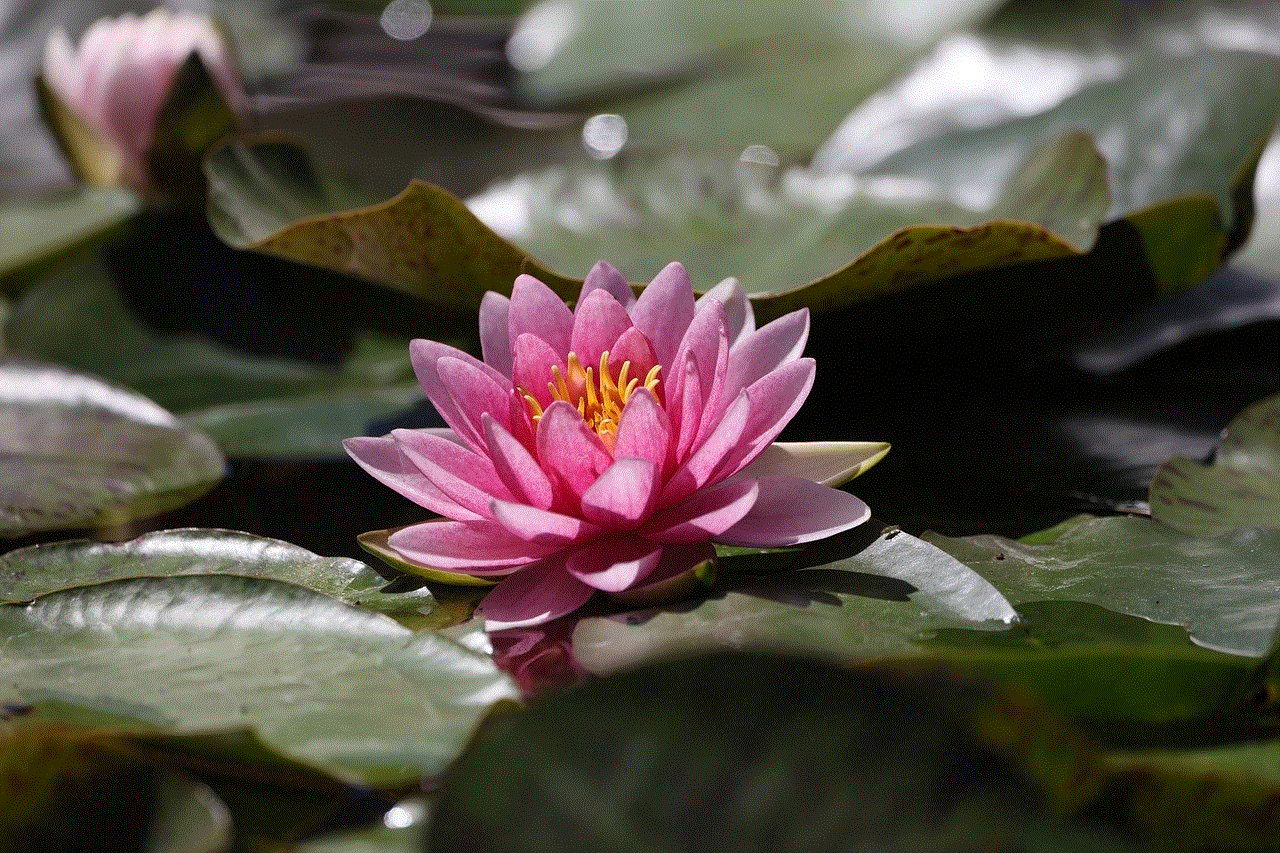 Flower Water Lily