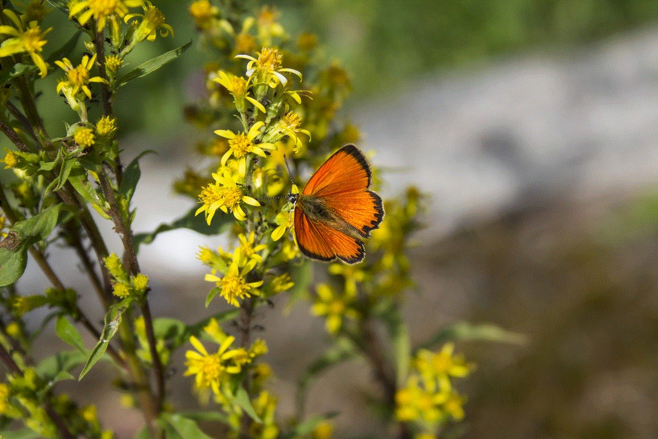 Butterfly Insect