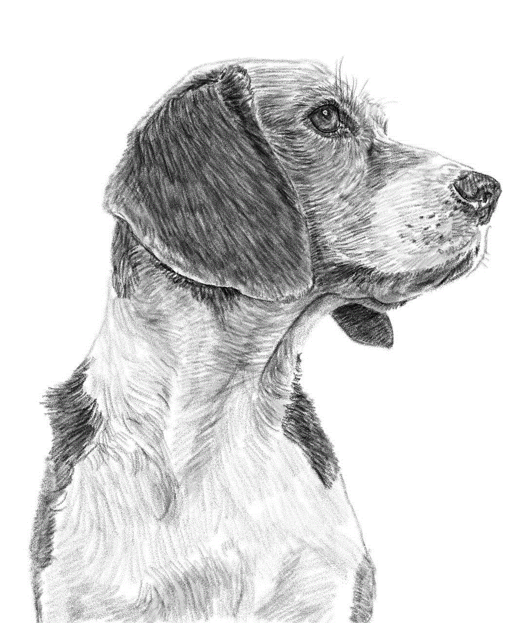 Dog Drawing