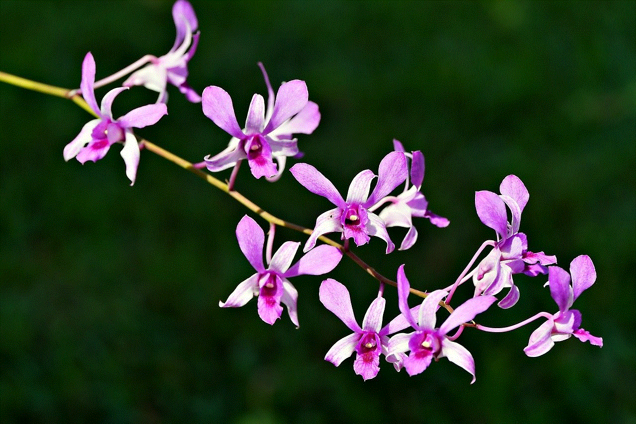 Dendrobium Beautiful Flowers