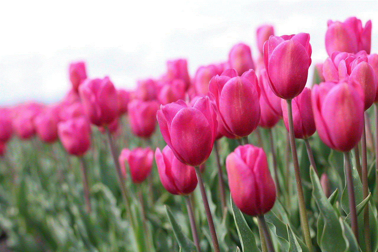 Flowers Tulips