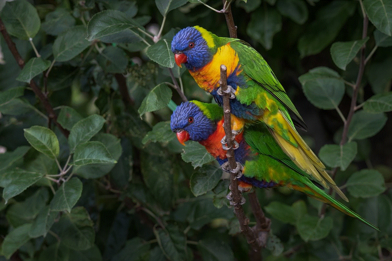 Rainbow Lorikeet Parrot