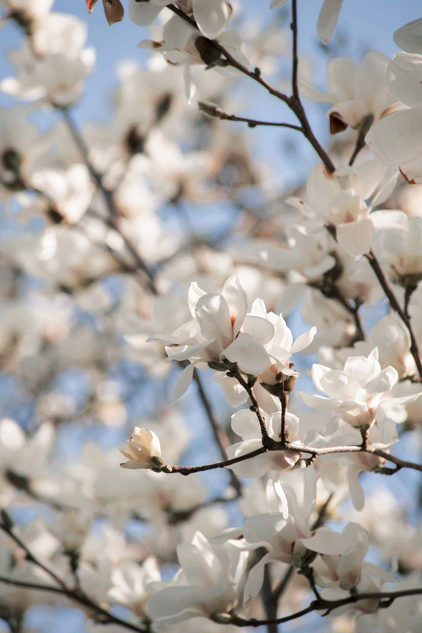 Flower Magnolia