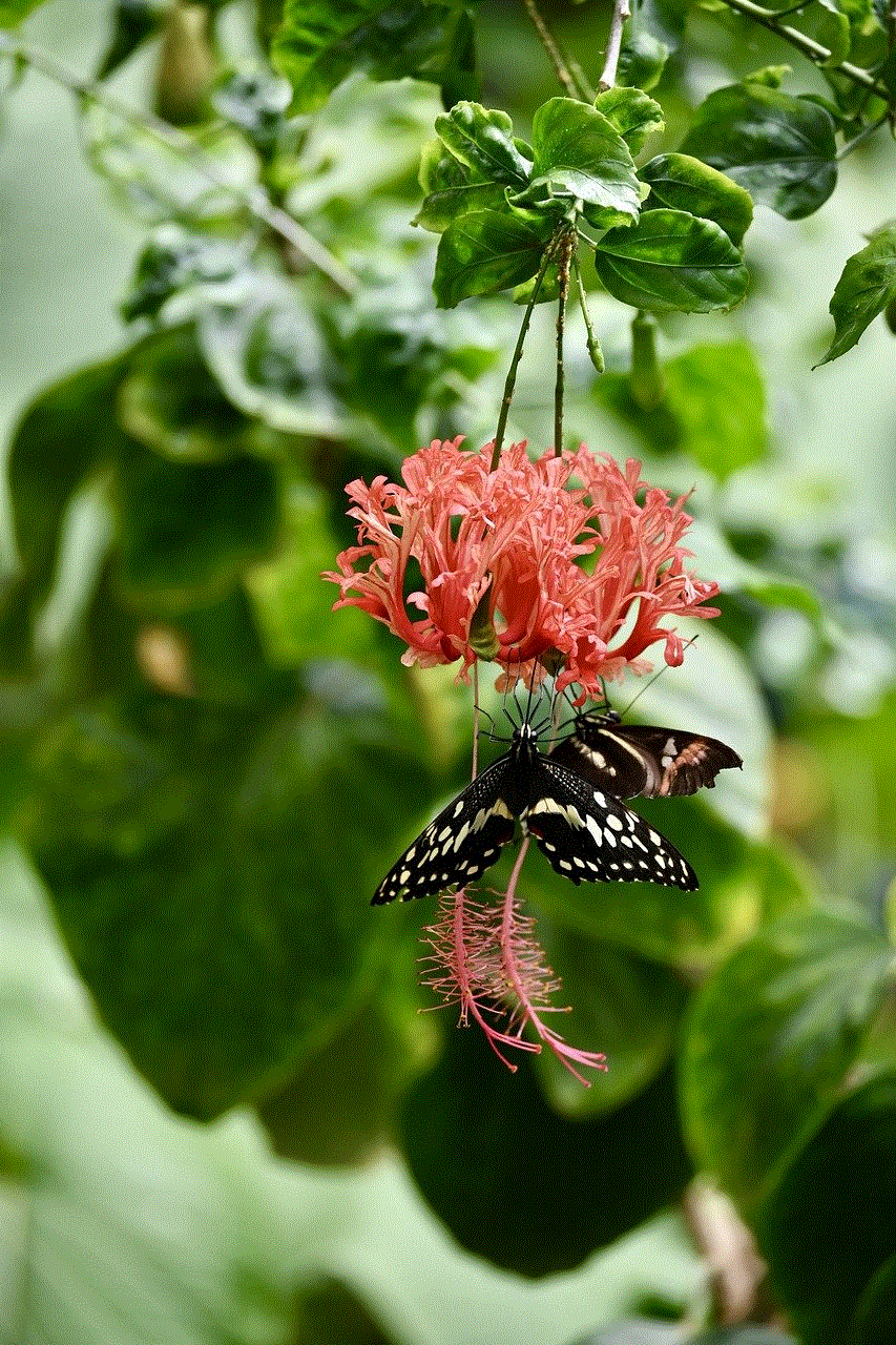 Butterfly Flower