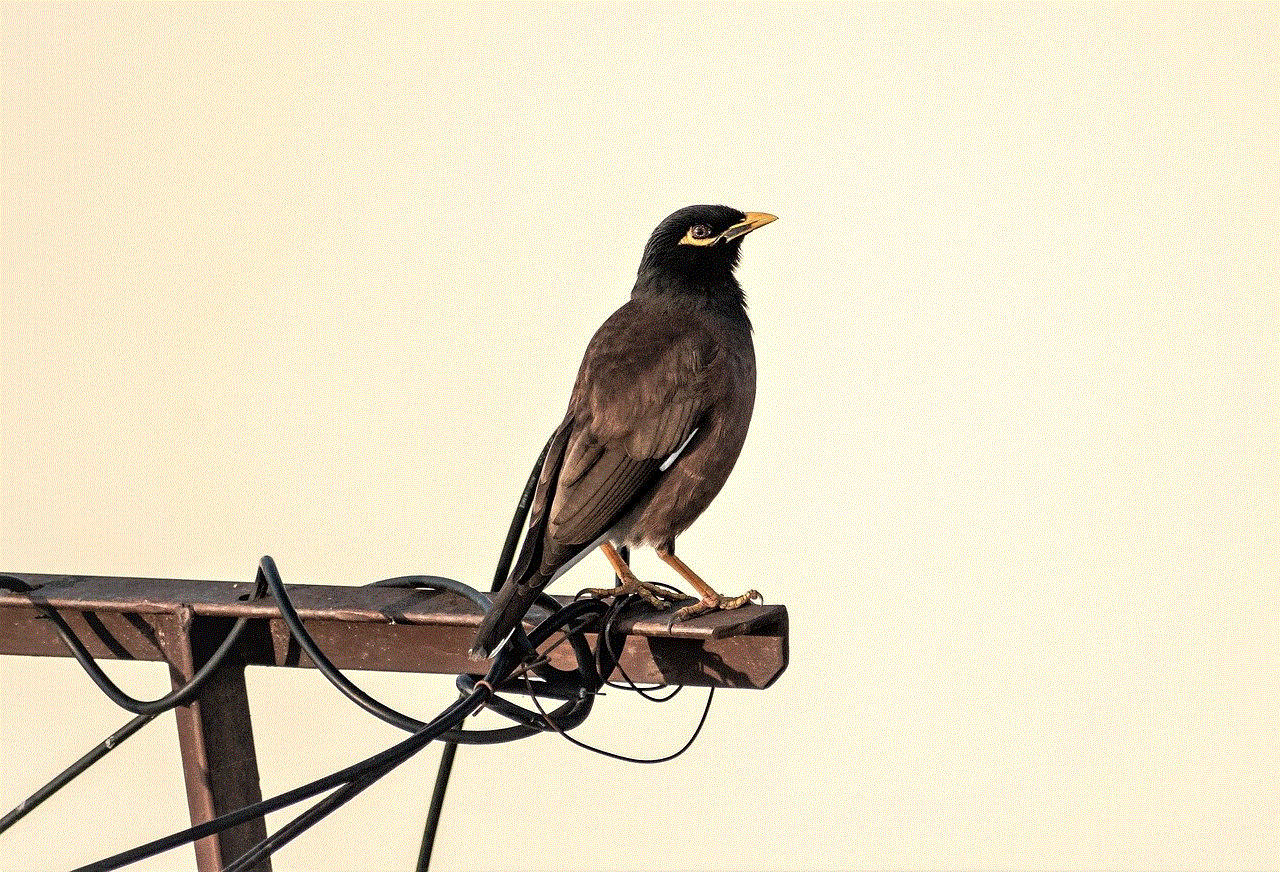 Bird Myna