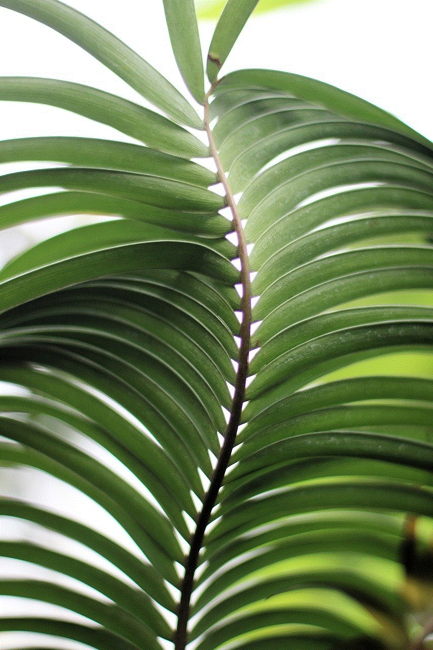 Leaves Plant