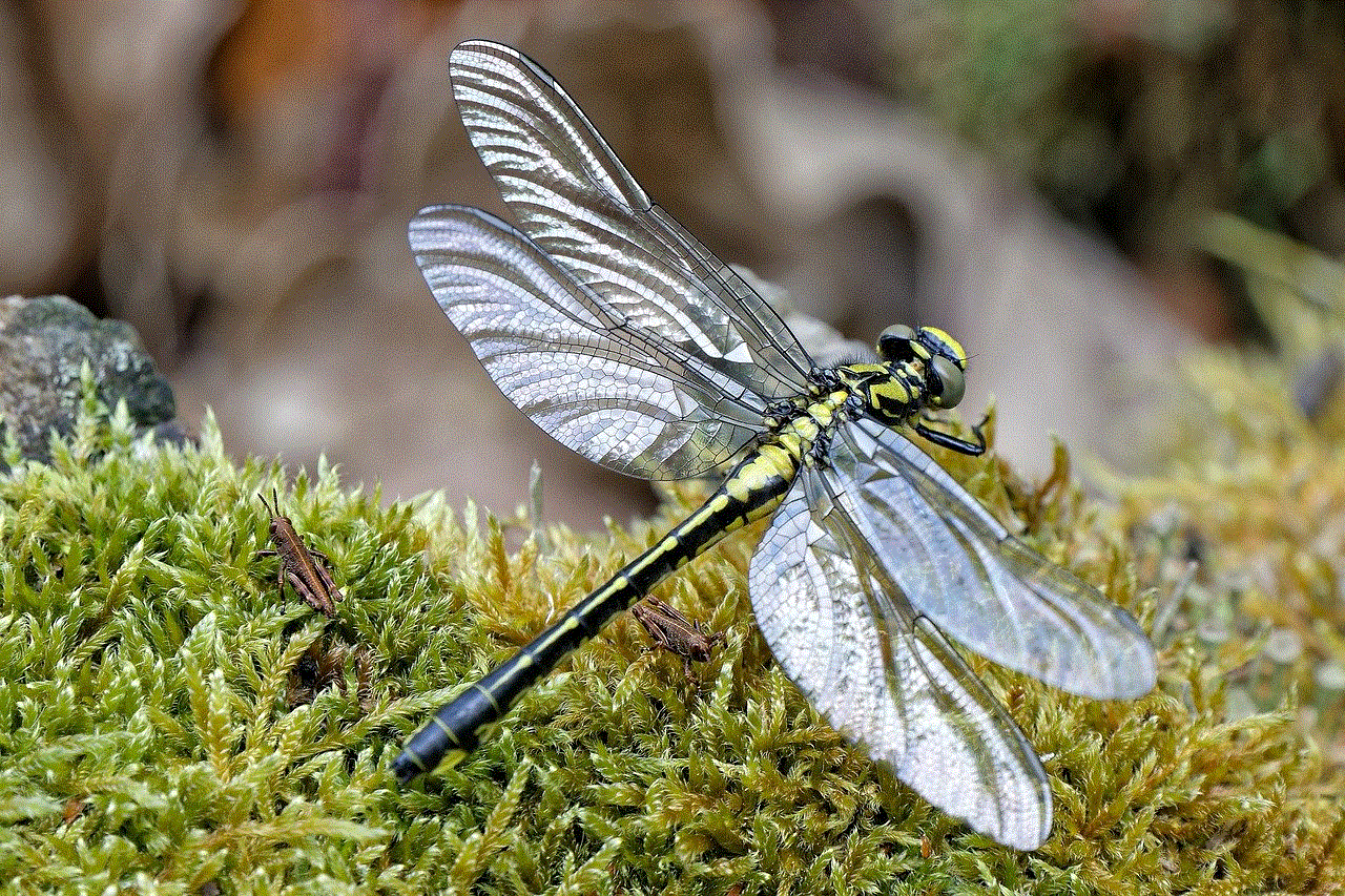 Clubtail Dragonfly Dragonfly