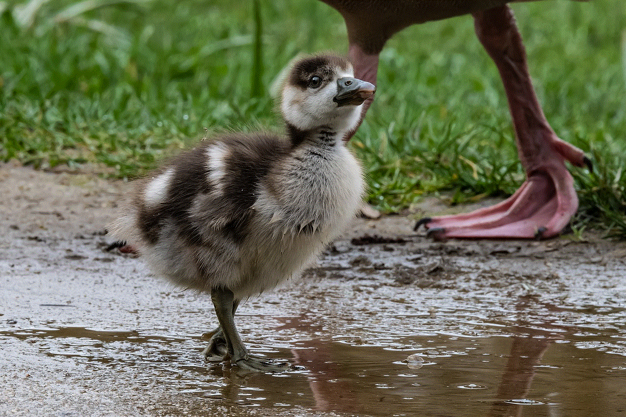 Duck Chick