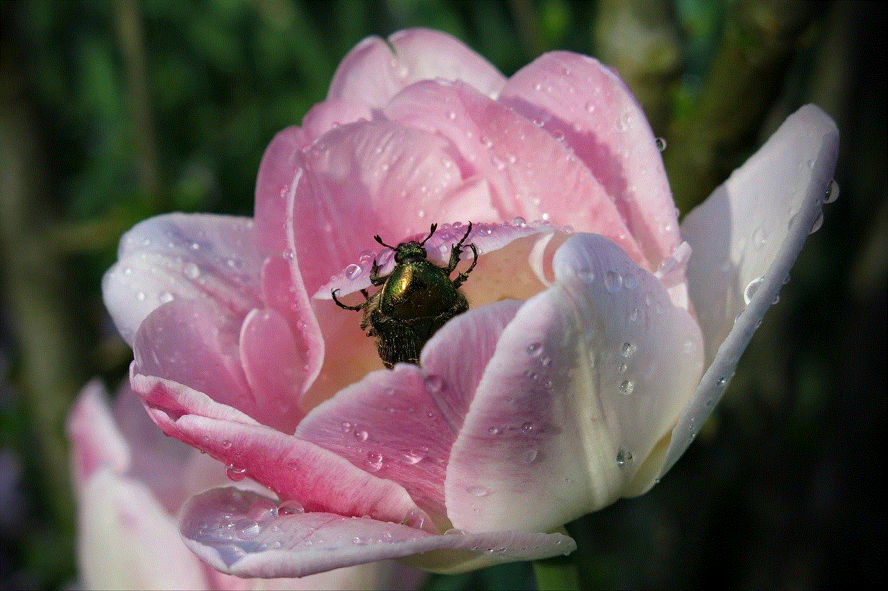 Pink Tulip Beetle