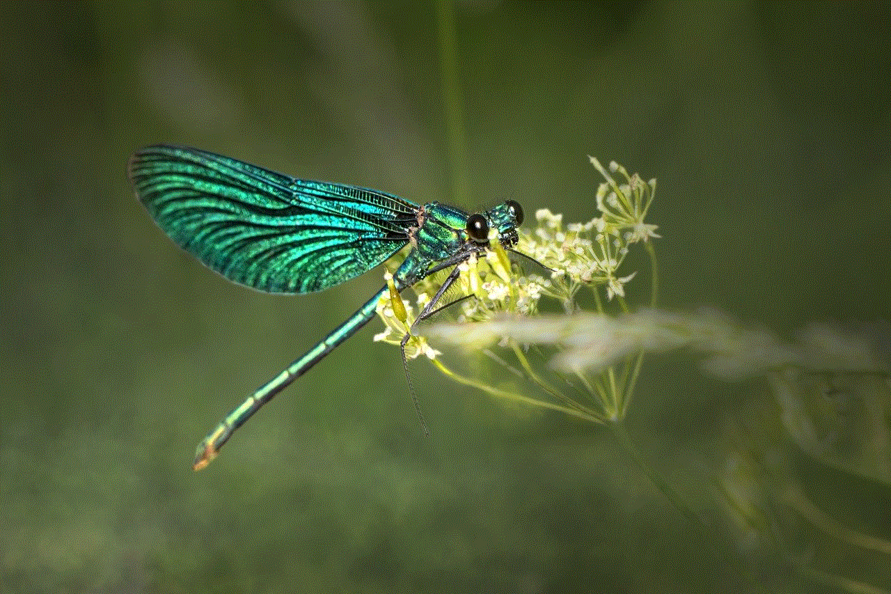 Dragonfly Insect