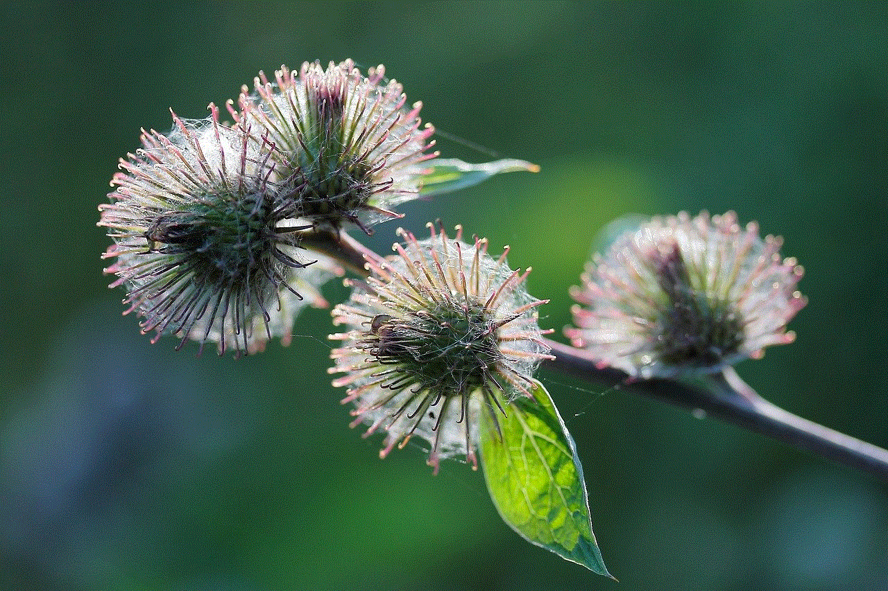 Wild Plant Flower Shoots